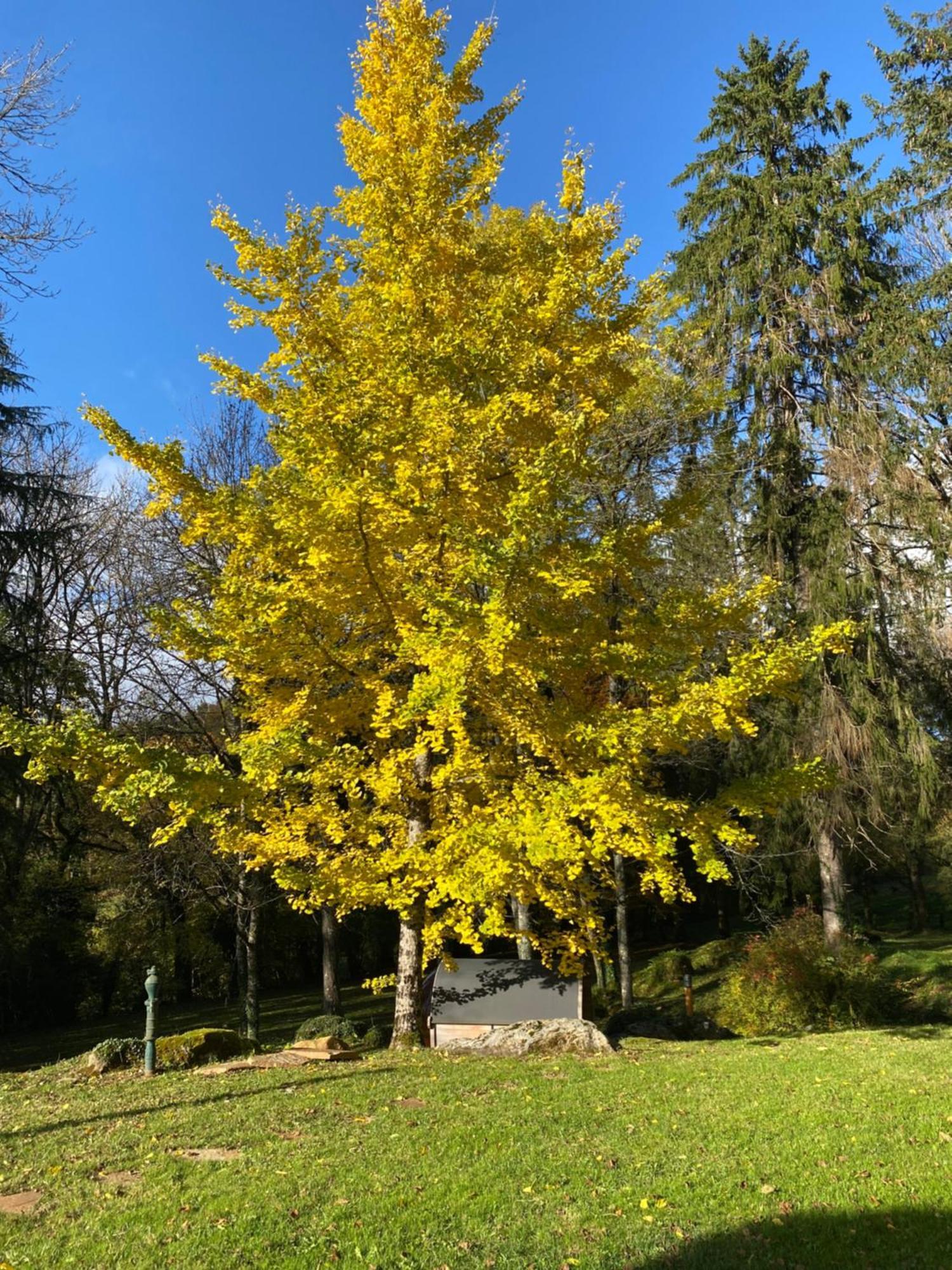Le Tilleul De Bressolles Brassac  Buitenkant foto